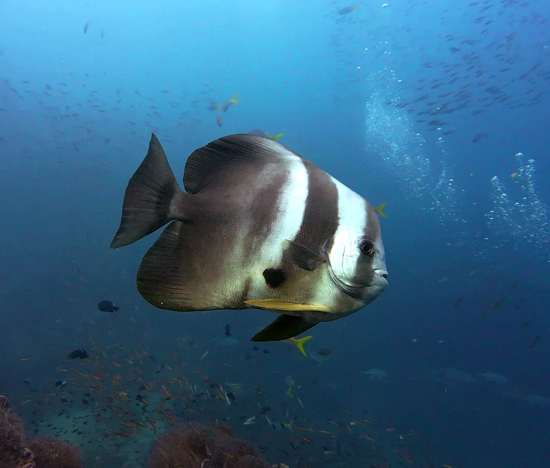 A Longfin Batfish